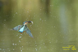 Kingfisher 