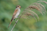 Red-backed Shrike