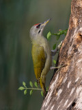  Grey-headed Woodpecker