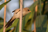 Bearded Tit