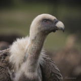 Griffon Vulture