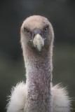 Griffon Vulture