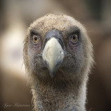 Griffon Vulture