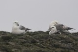 Noordse Stormvogel