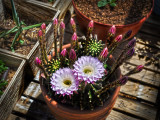 Little  Cacti blooming 