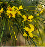 Paloverde Blooms