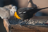 Yellow head blackbird 
