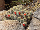 Cactus2r.jpg
