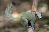 Horse-tailed Squirrel