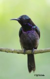 Copper-throated Sunbird (Male)