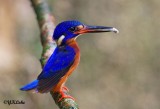 Blue-eared Kingfisher (Male)