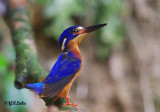 Blue-eared Kingfisher (Male)