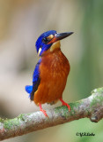 Blue-eared Kingfisher (Male)