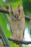 Oriental bay Owl