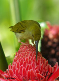 Grey-breasted Spiderhunter