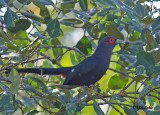 Chestnut-bellied malkoha