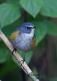 Red Flanked Bluetail (Male) 