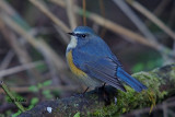 Red Flanked Bluetail (Male)