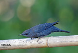 Blue Rock thrush (Male)