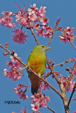 Orange-bellied Leafbird (Female)