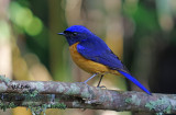 Rufous-bellied Niltava (Male)