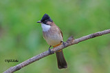 Brown-Breasted Bulbul