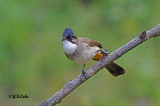 Brown-Breasted Bulbul