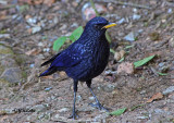 Blue Whistling Thruah (Male)