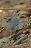 Siberian Blue Robin (Male)