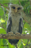 Barred Eagle Owl (Juvenile)