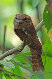 Goulds Frogmouth