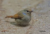 Small Niltava (Female)