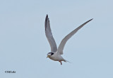Little Tern (Adult)