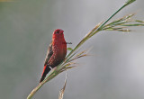 Red Avadavat/Red Strawberry Finch