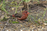 Red-Avadavat (Strawberry Finch), Male