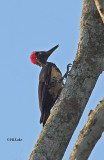 White-bellied Woodpecker