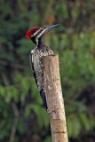 Black-rumped Flameback Woodpecker