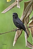 Thick-billed Seed-Finch (Record shot)