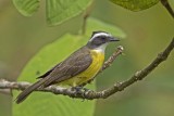 Social Flycatcher