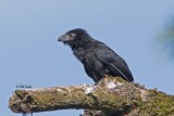 Groove-billed Ani