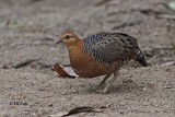 Ferruginous Partridge