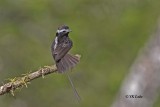 Long-tailed Tyrant