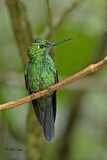 Green-crowned Brilliant, Male