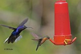 Violet Sabrewing, Male & Purple-throated Mountain-Gem, Female