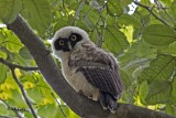 Spectacled Owl, Juvenile