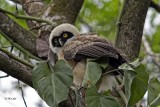 Spectacled Owl, Juvenile