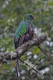 Resplendtent Quetzal, Male Juvenile