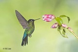 Frery-throated Hummingbird