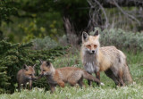 Vixen and 2 Kits