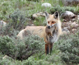 Mama Fox With Dinner